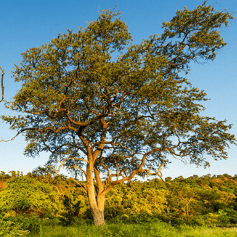 Leadwood Tree Kruger Park