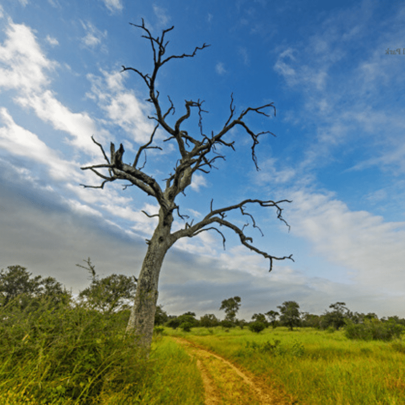 Leadwood Tree Kruger Park without leaves