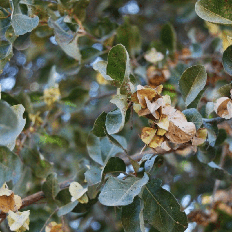 Leadwood Tree leaves and pods Kruger Park