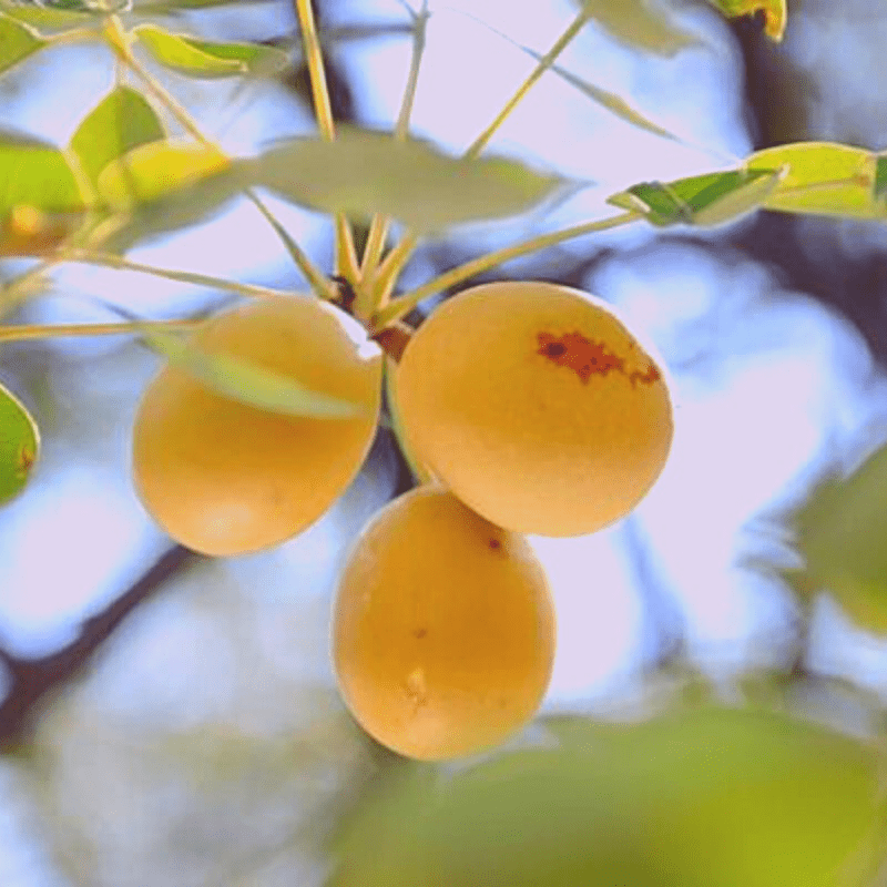 Marula Tree Fruit Kruger Park