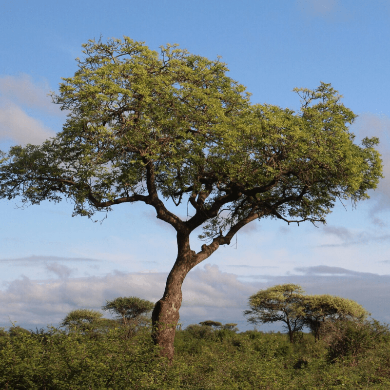 Marula Tree Kruger Park