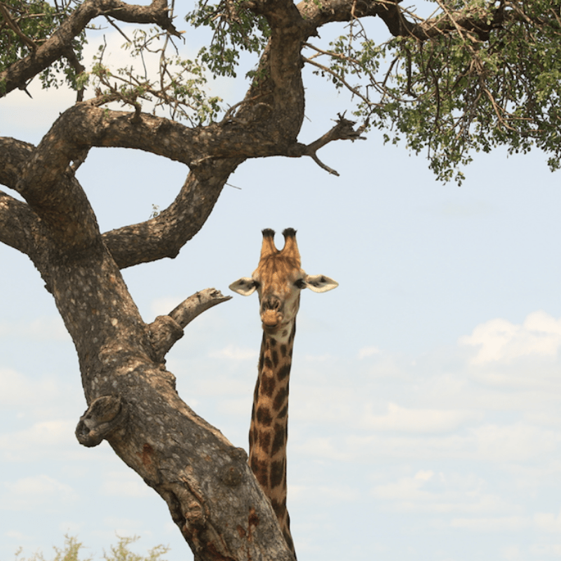 Marula Tree and Giraffe