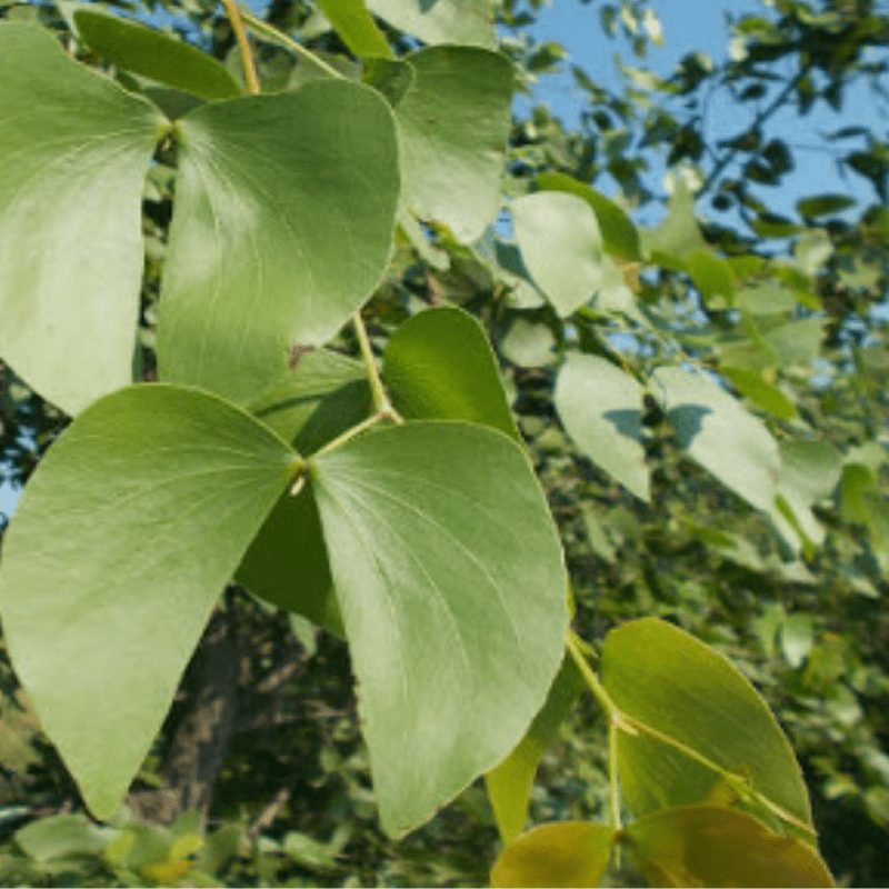 Mopane Tree Leaf kruger Park