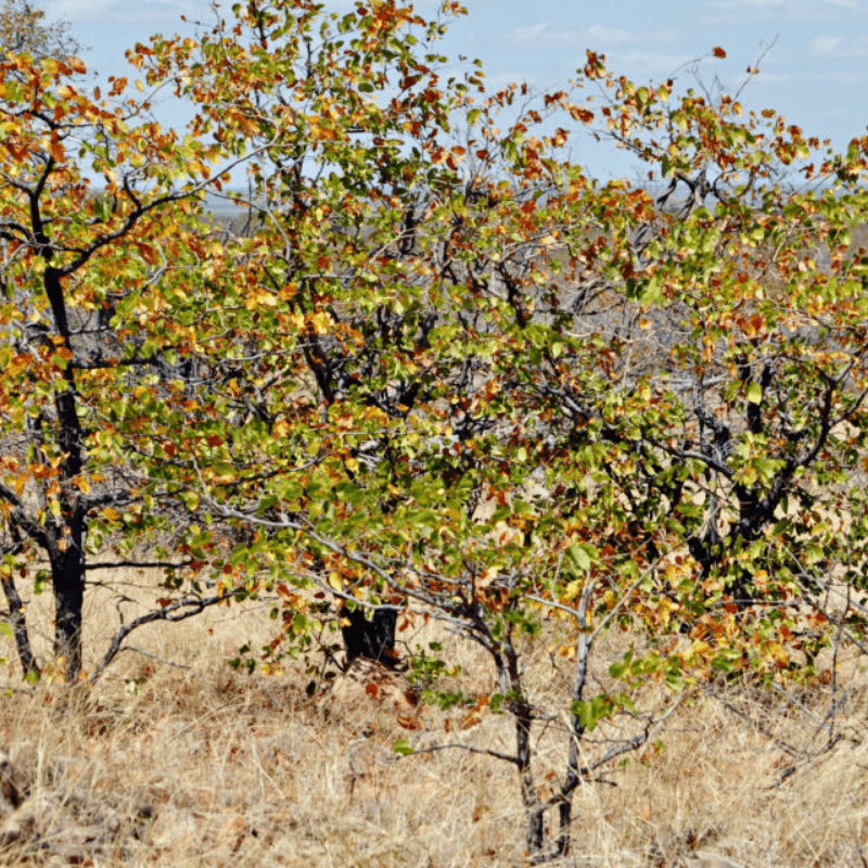 Mopane Trees Kruger Park