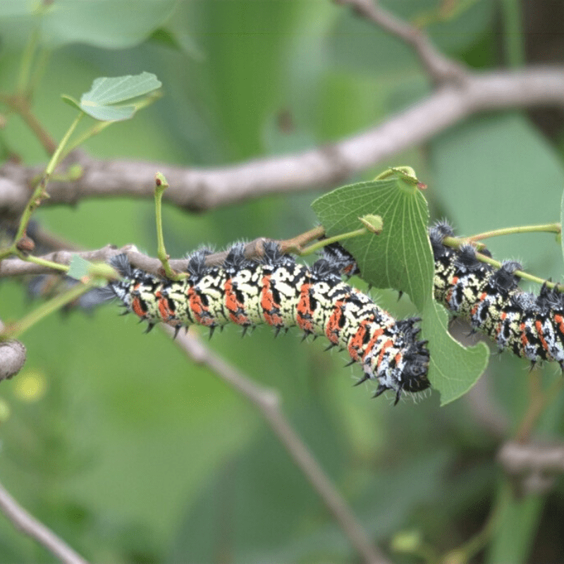 Mopane Worm Mopane Tree Kruger Park