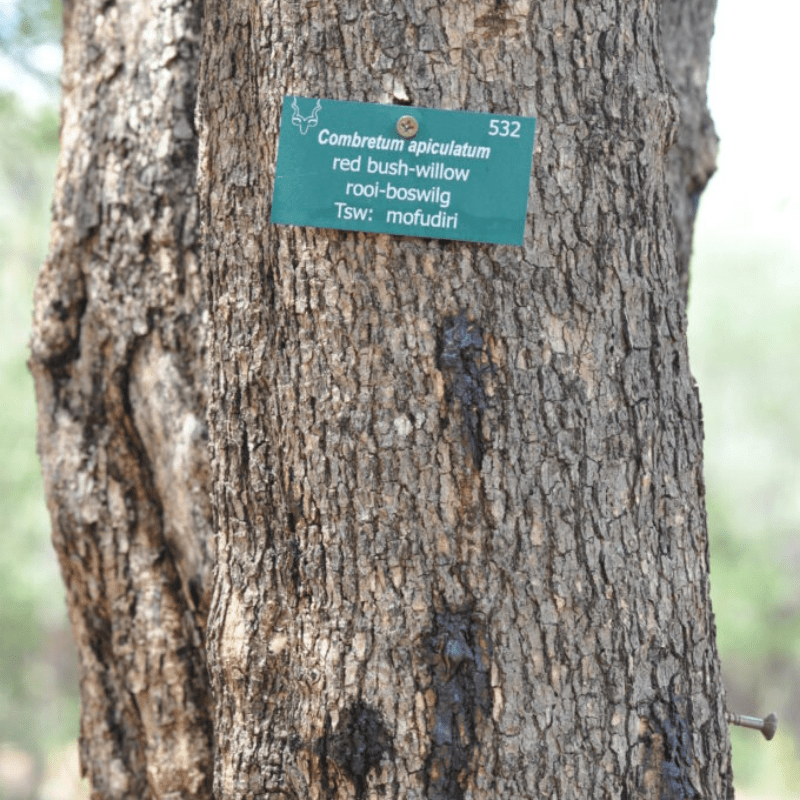 Rec Bushwillow Bark