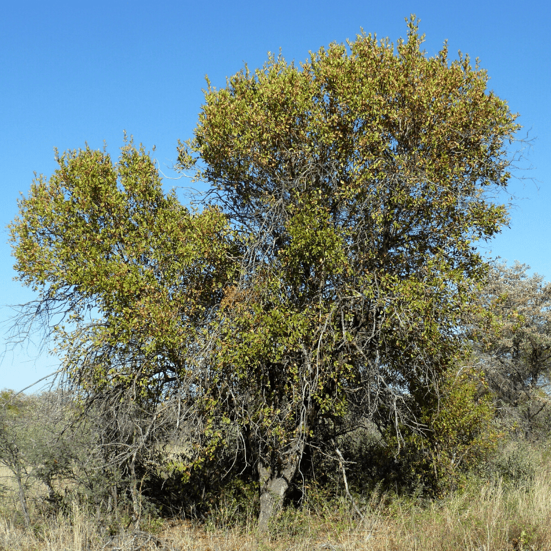 Red Bushwillow Tree