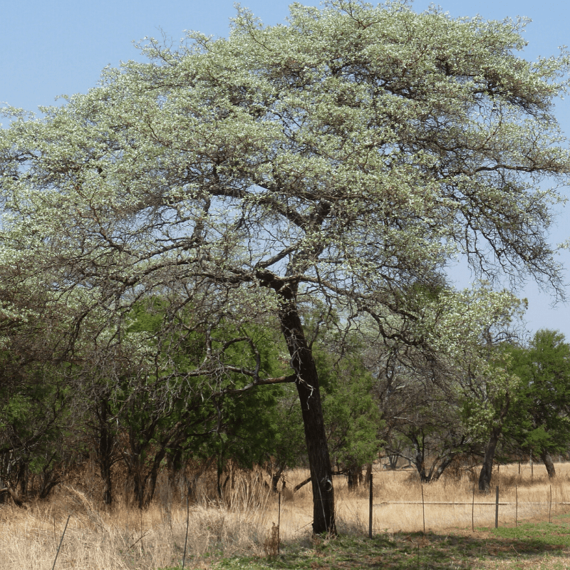 Silver Cluster Leaf Kruger Park Tree