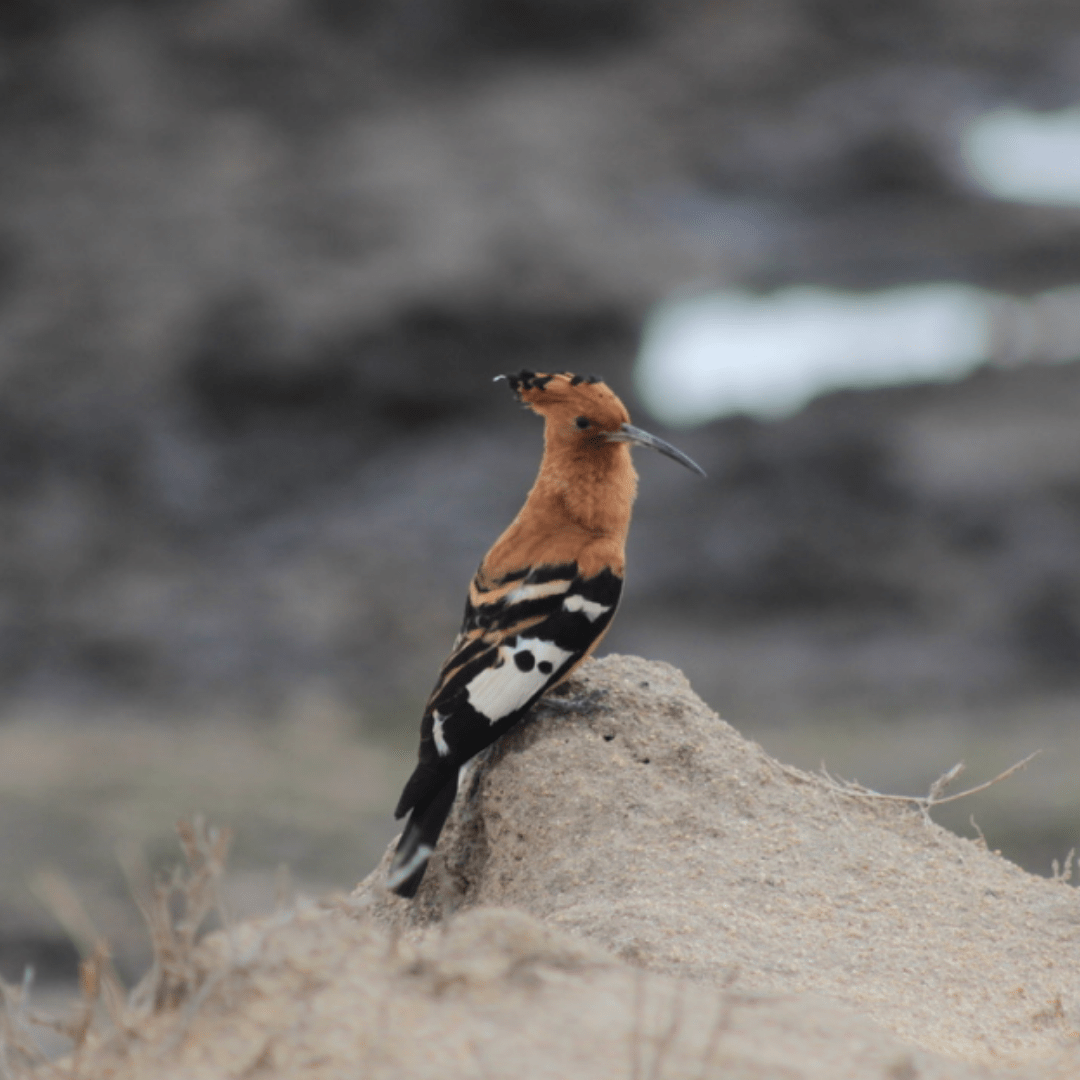 African Hoopoe