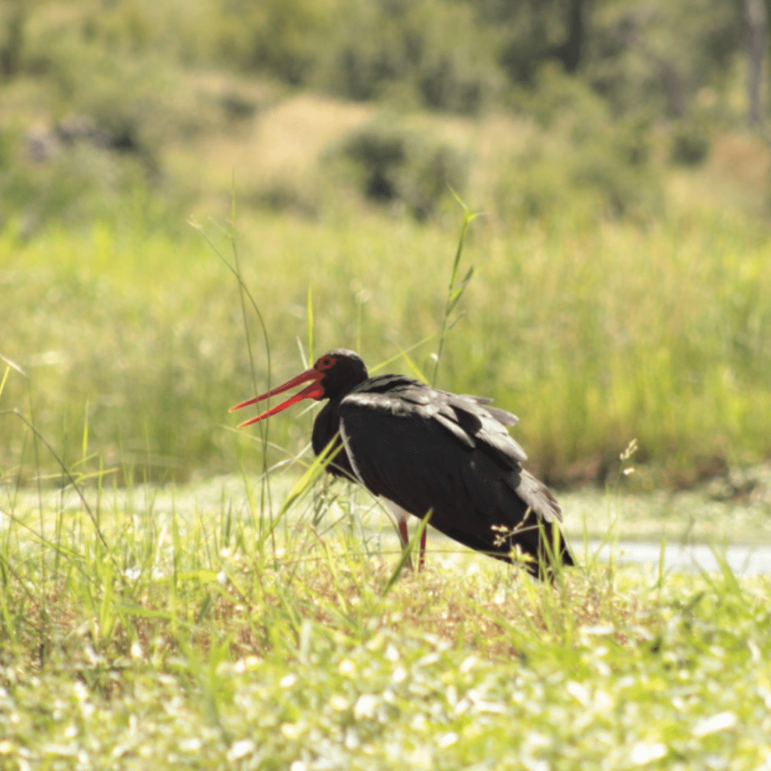 Black Stork