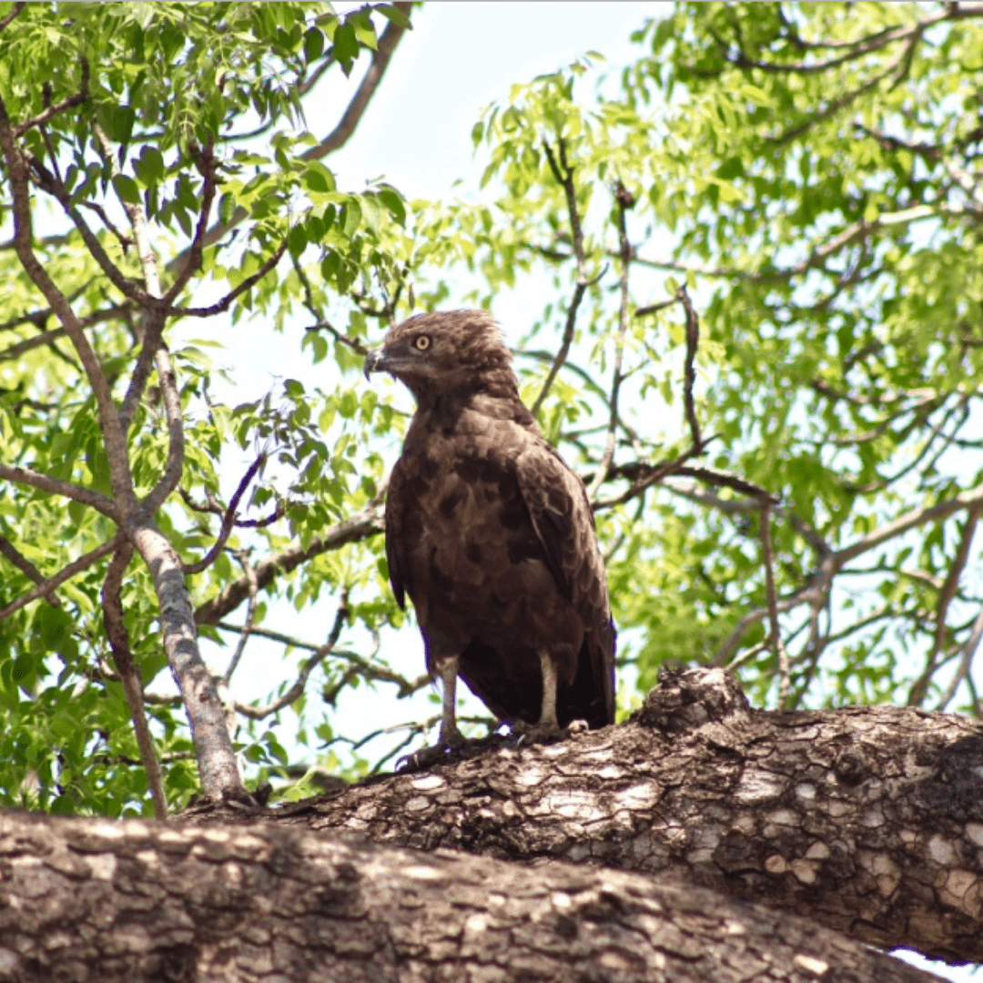 Brown Snake Eagle