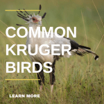 Common Birds of Kruger Park