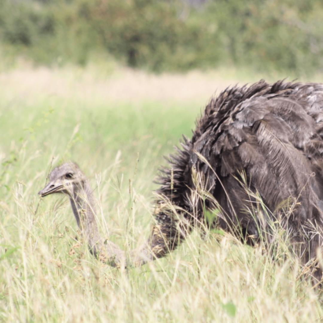 Common Ostritch