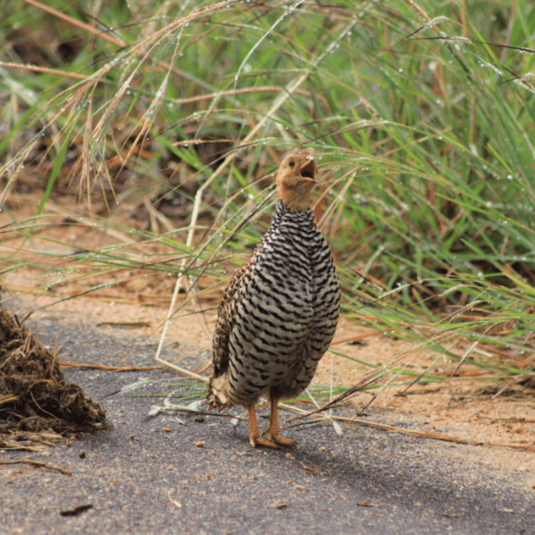 Coqui Francolin