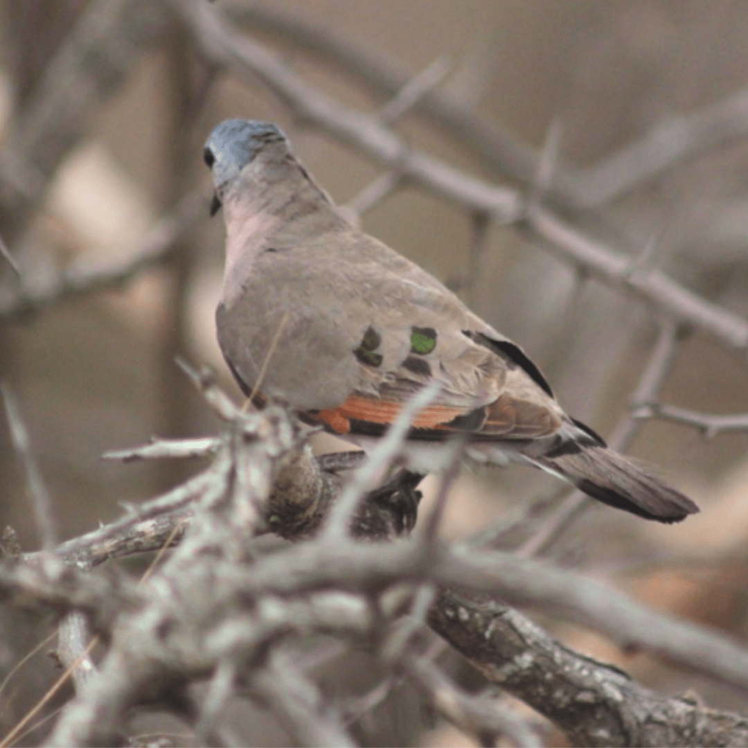 Emerald Spotted Wooddove