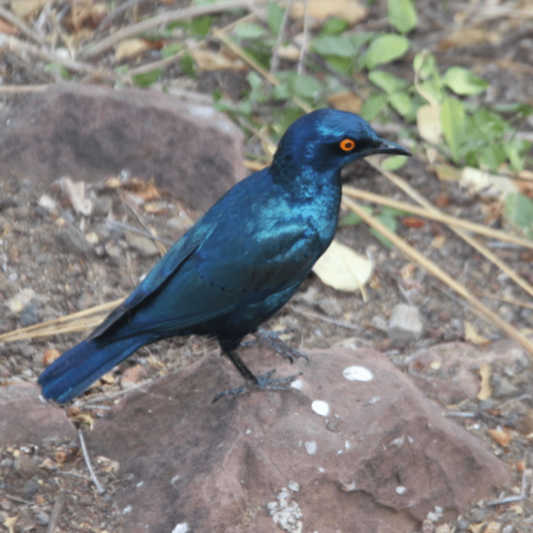 Greater Blue eared starling