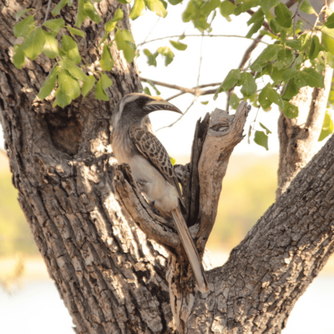 Grey Hornbill