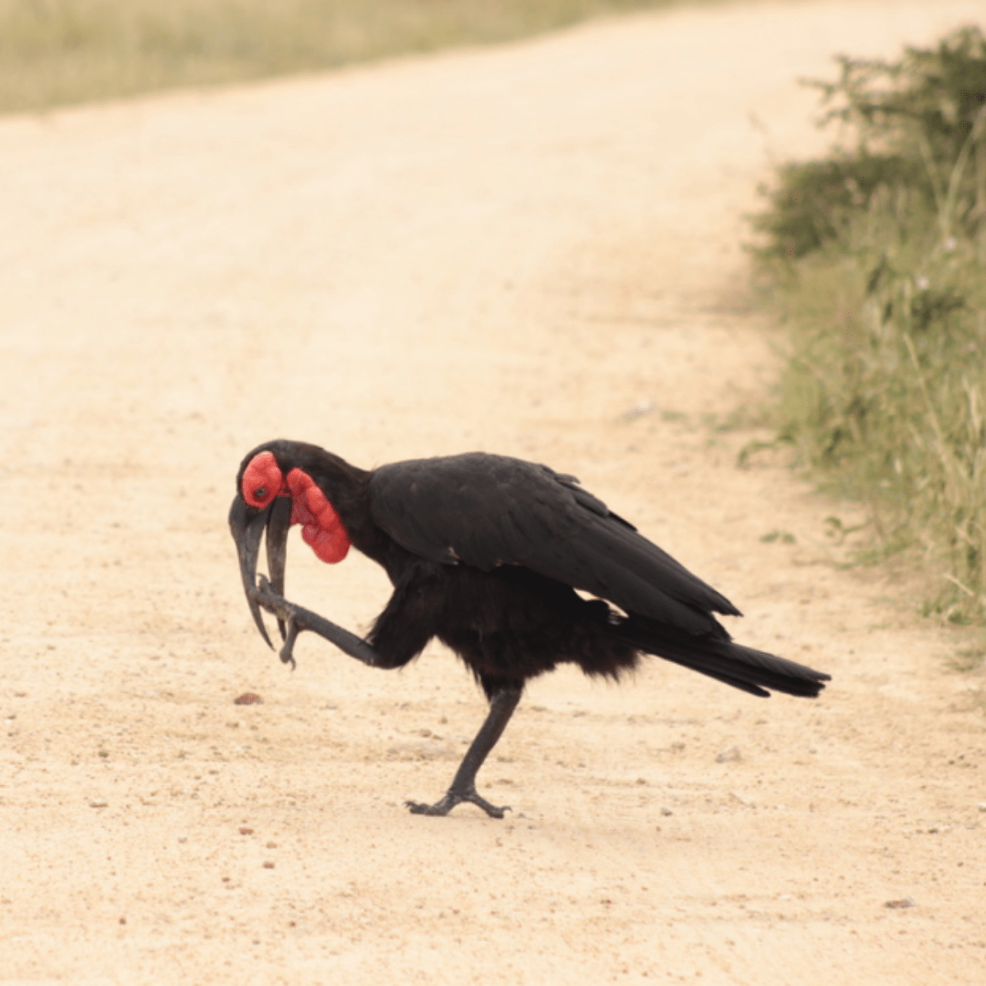 Ground hornbill