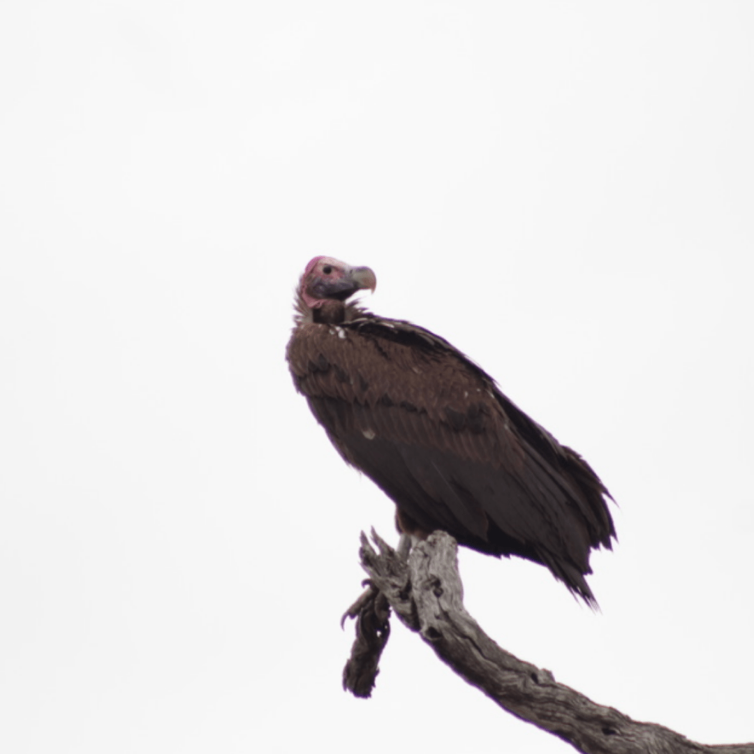 Lappet faced vulture