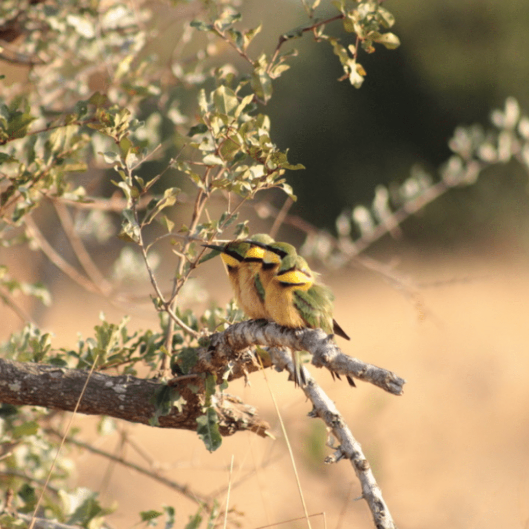 Little Bee eater