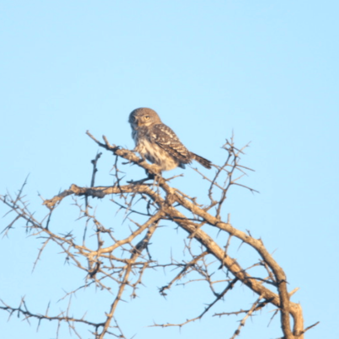 Pearl spotted owlette