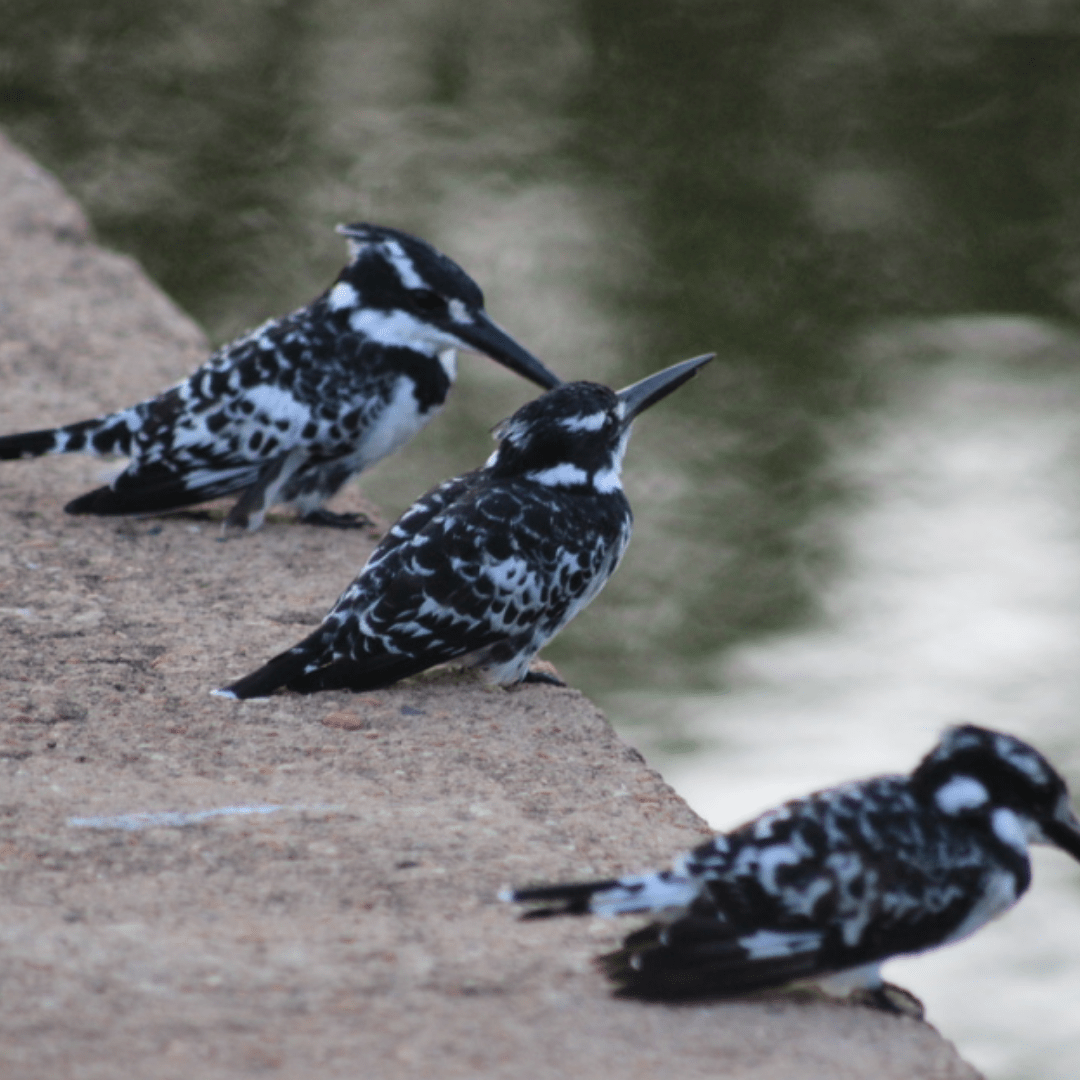 Pied Kingfisher