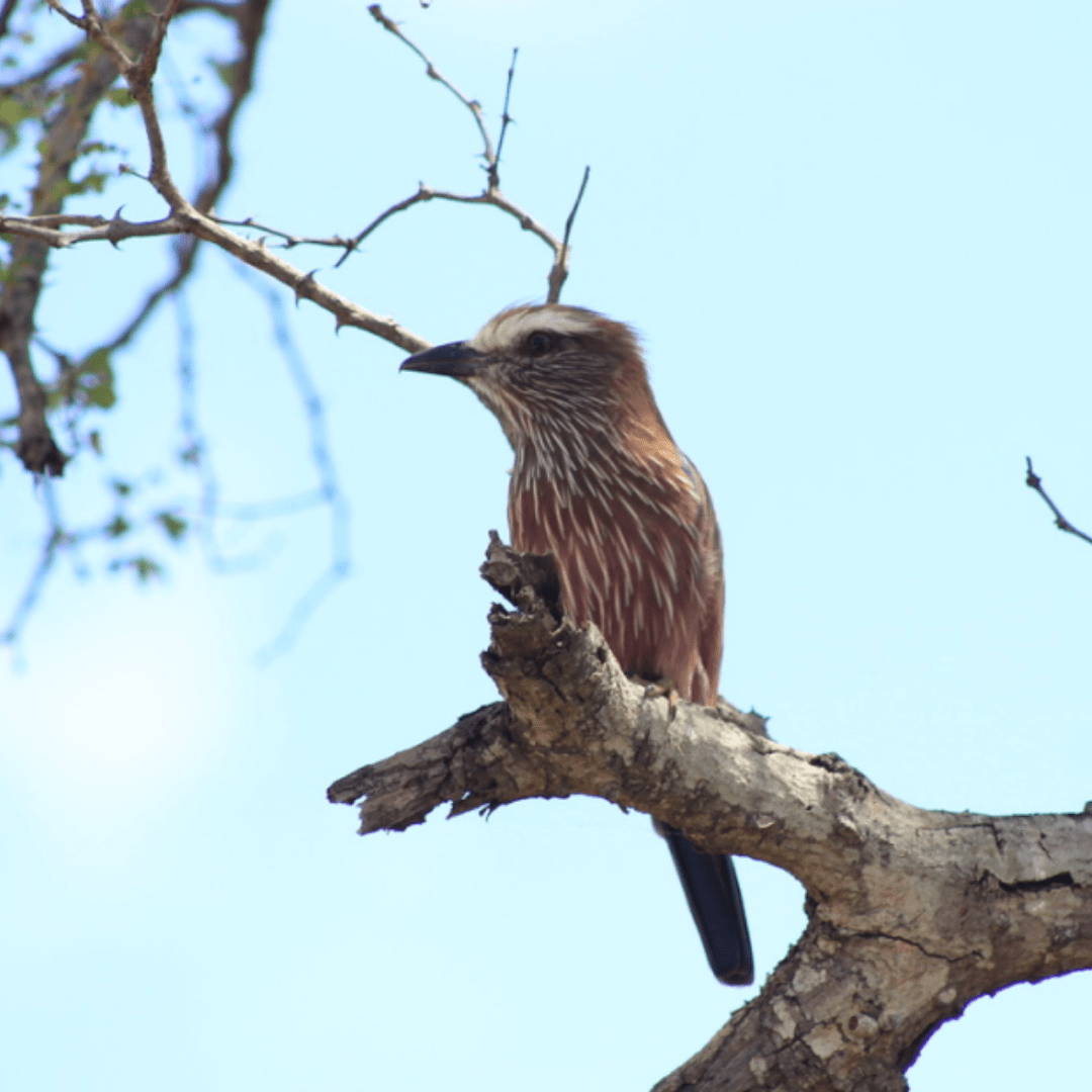 Purple Roller