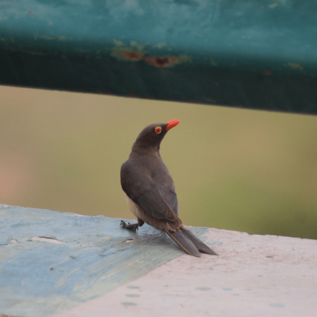 Red billed Oxpecker