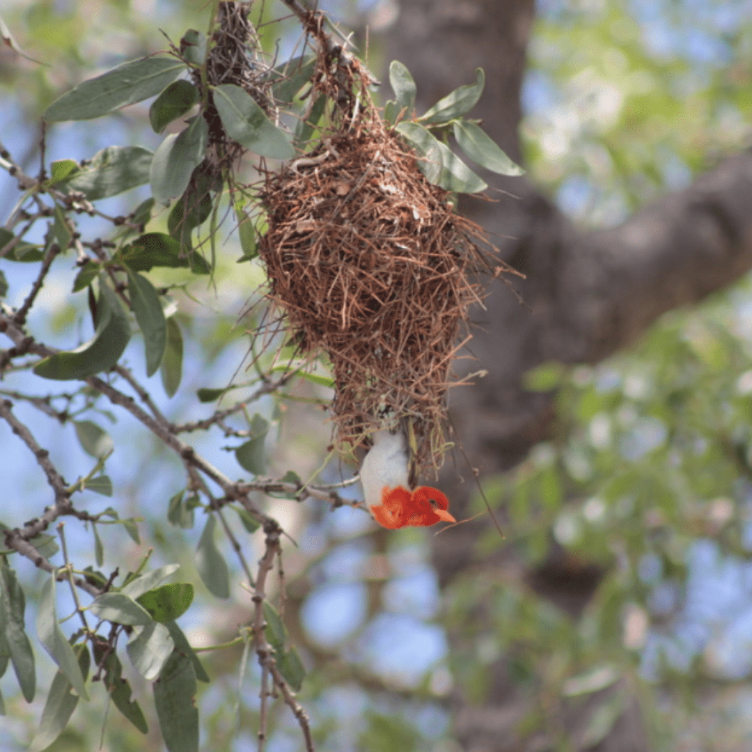 Red headed weaver