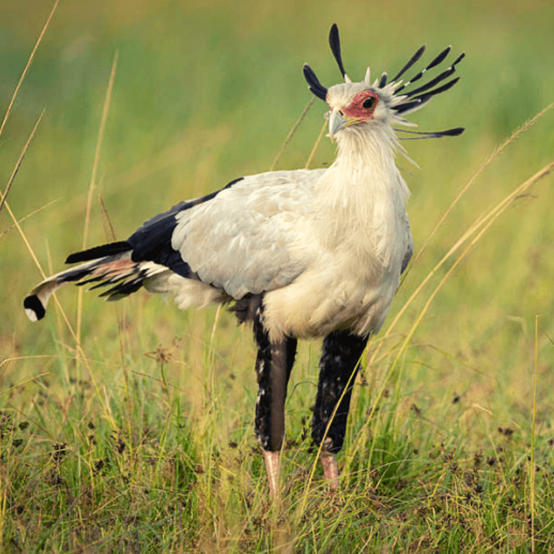 Secretary Bird