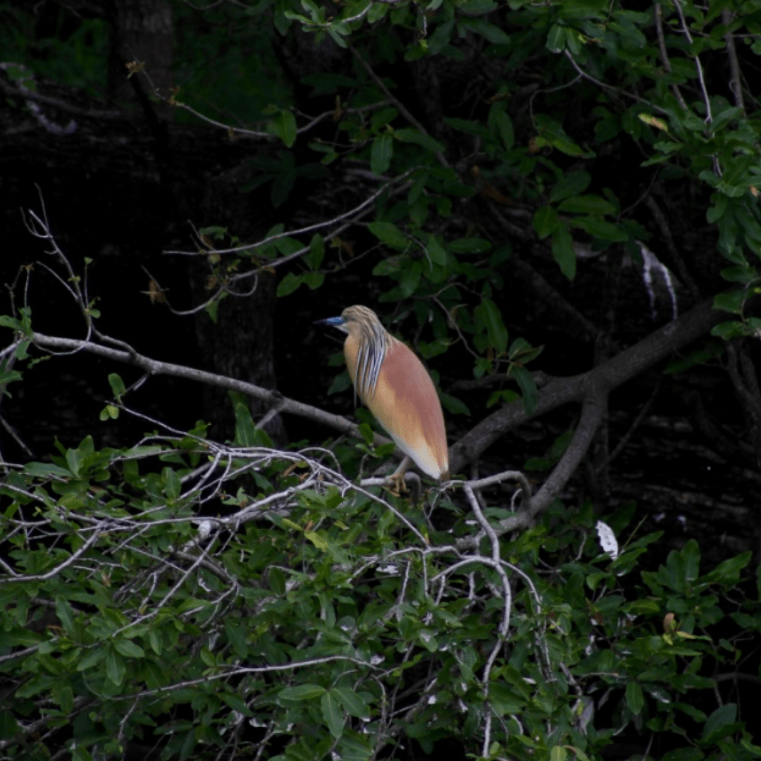 Squacco Heron