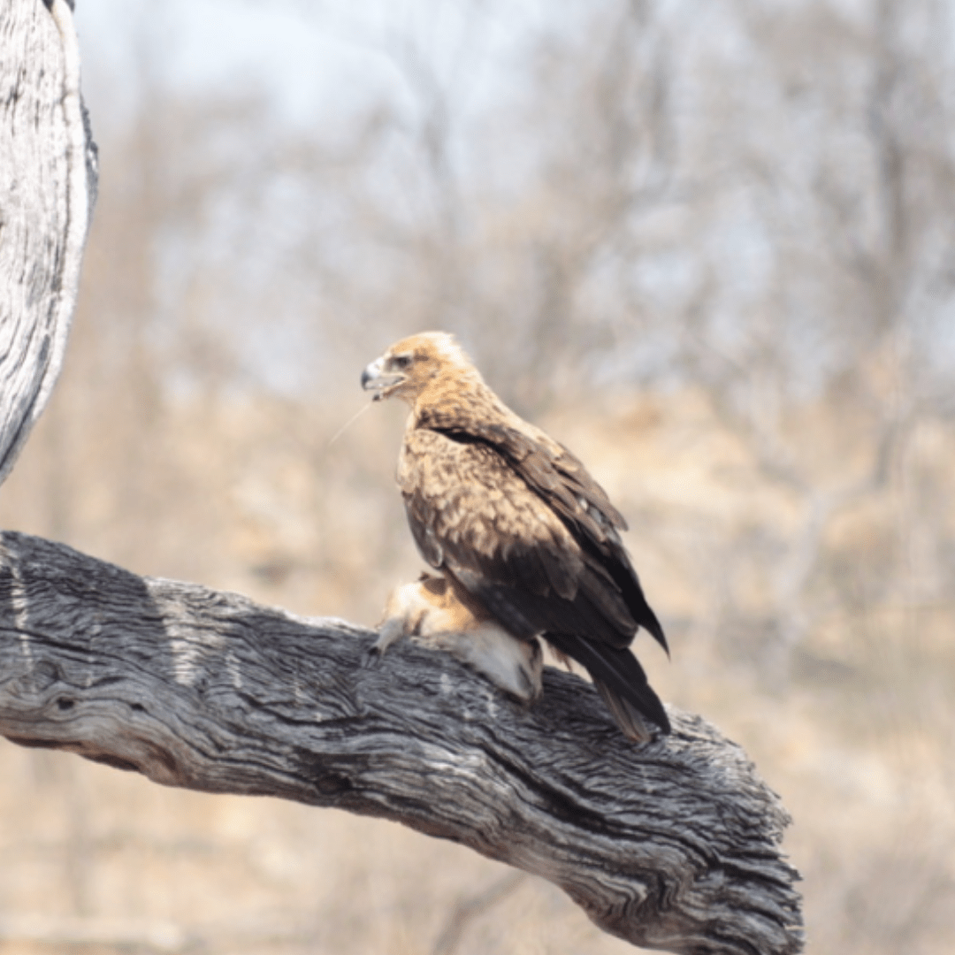 Tawny Eagle