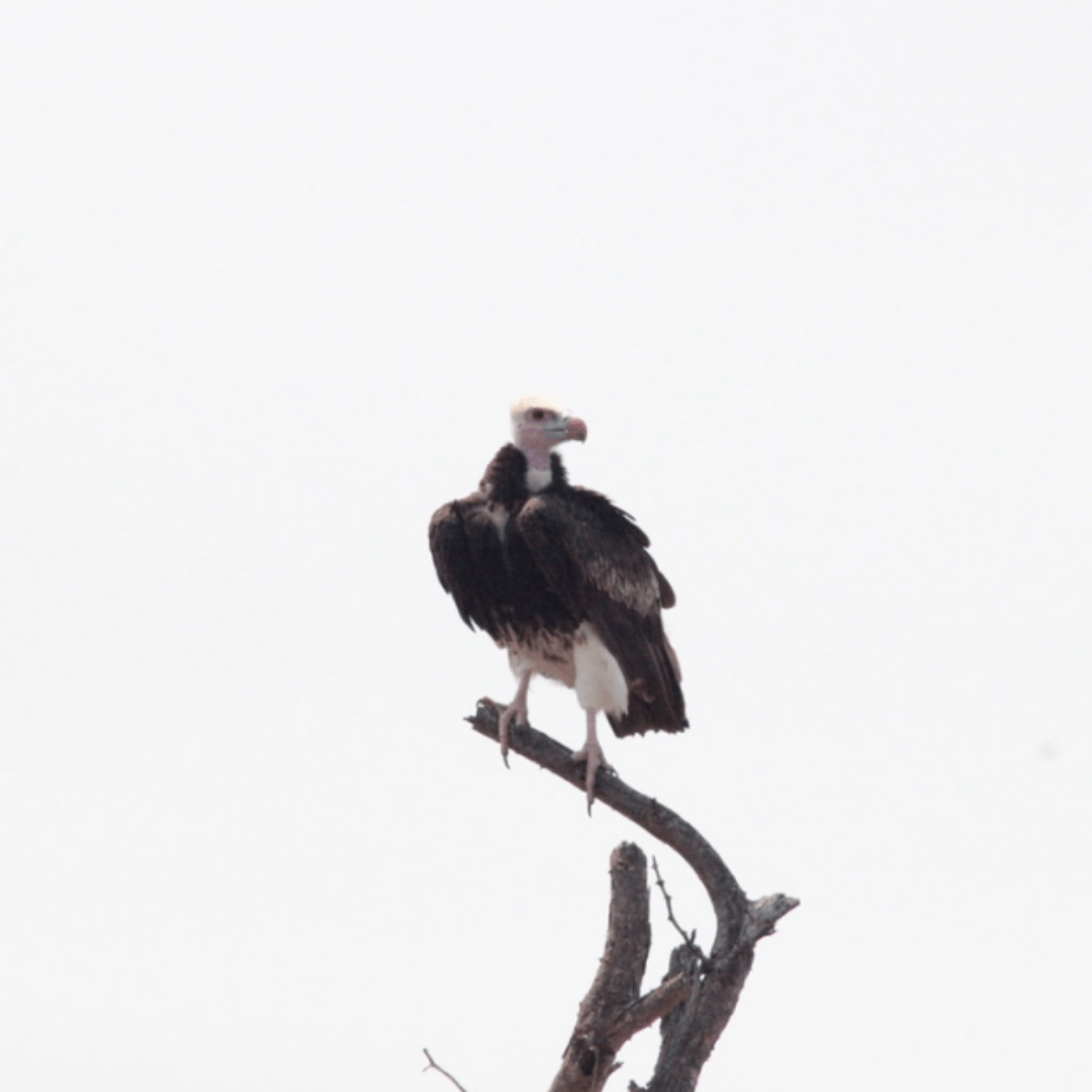 White Headed Vulture