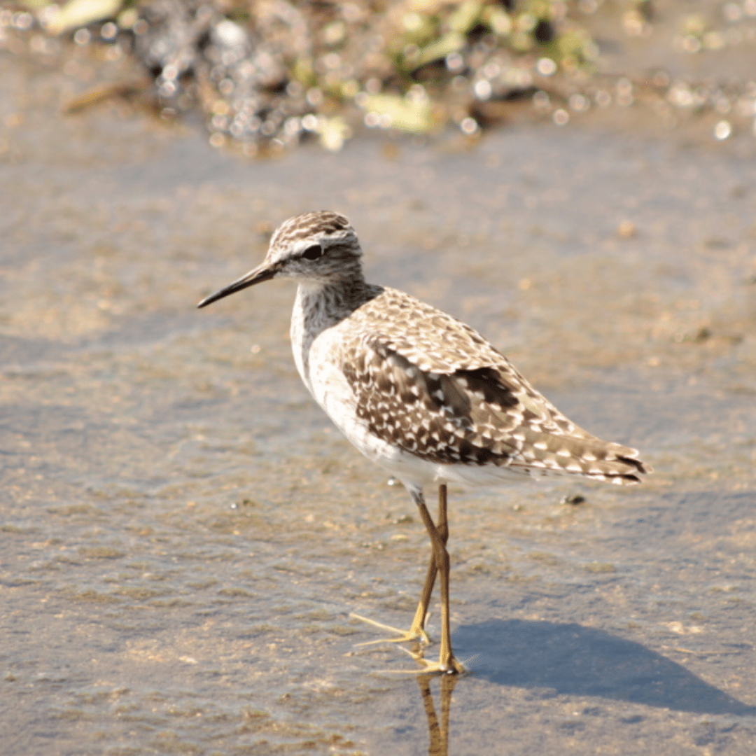 Wood Sandpiper