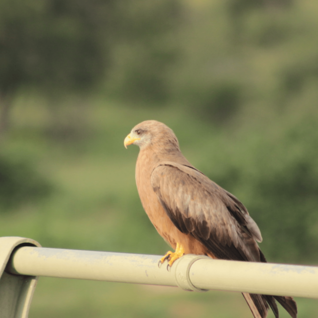 Yellow billed kite