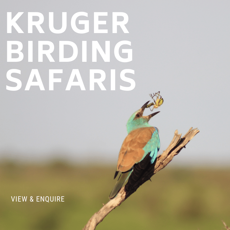 Kruger Birding Safaris