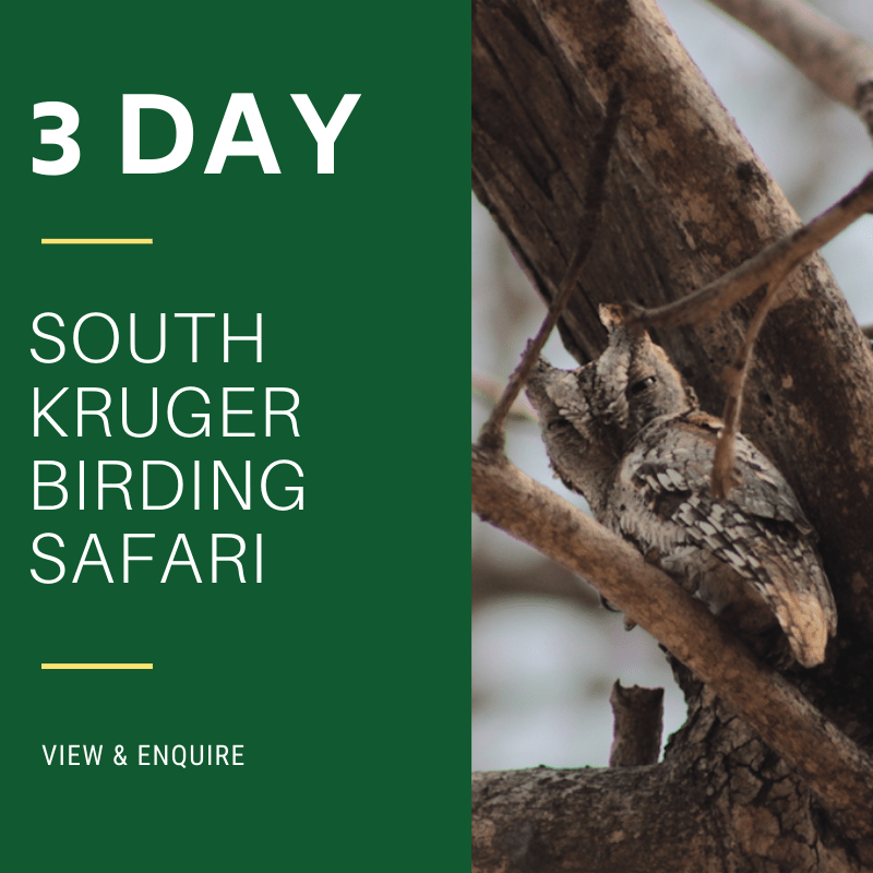 3 Day Southern Kruger Birding Safari