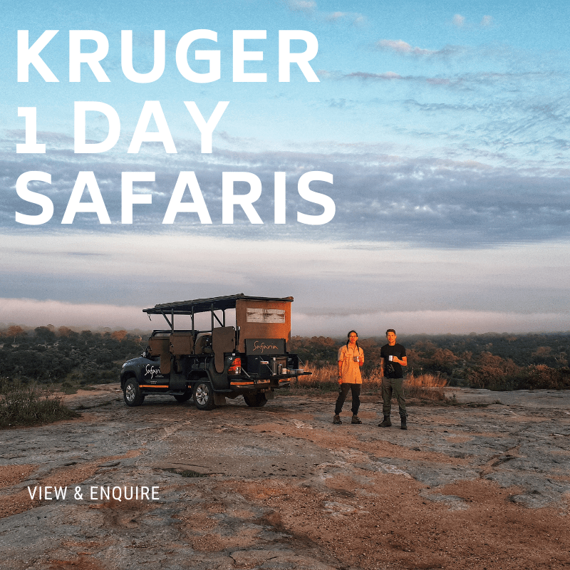 Kruger 1 Day Safaris