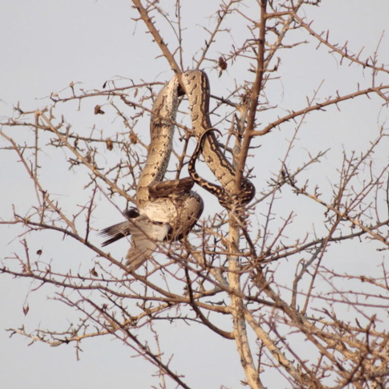 African Rock Python_Kruger National Park_Safaria