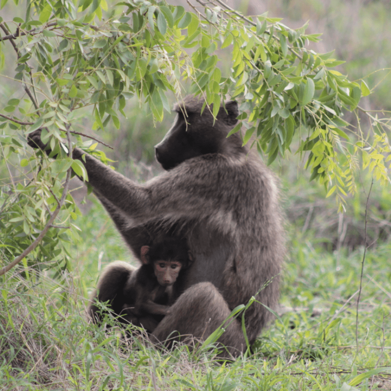 Baboon_Kruger National Park_Safaria