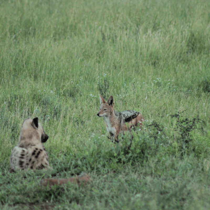 Black Backed Jackal_Kruger National Park_Safaria