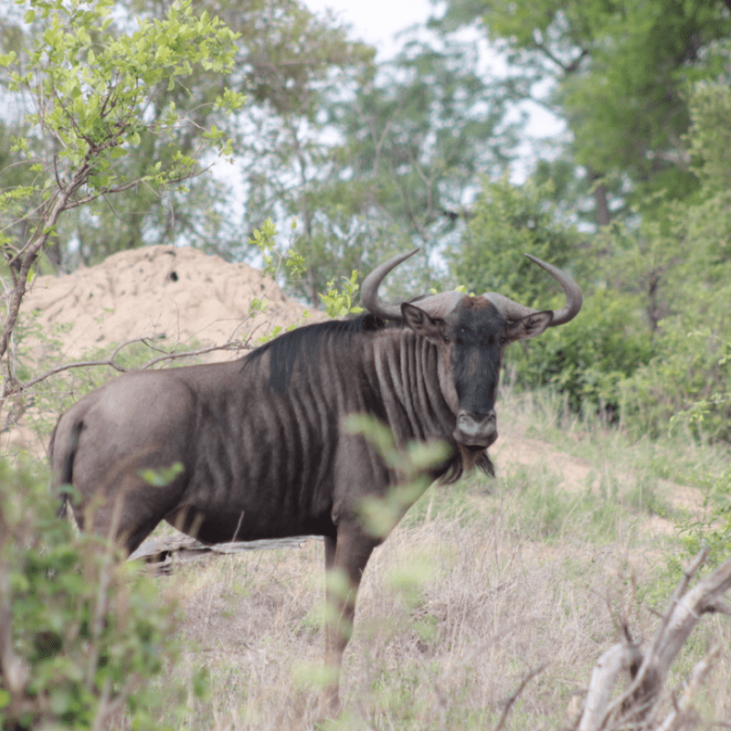 Blue Wildebeest_Kruger National Park_Safaria