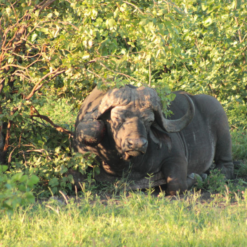 CAPE BUFFALO