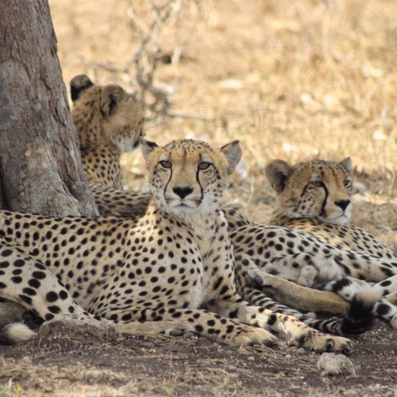 Cheetah_Kruger National Park_Safaria