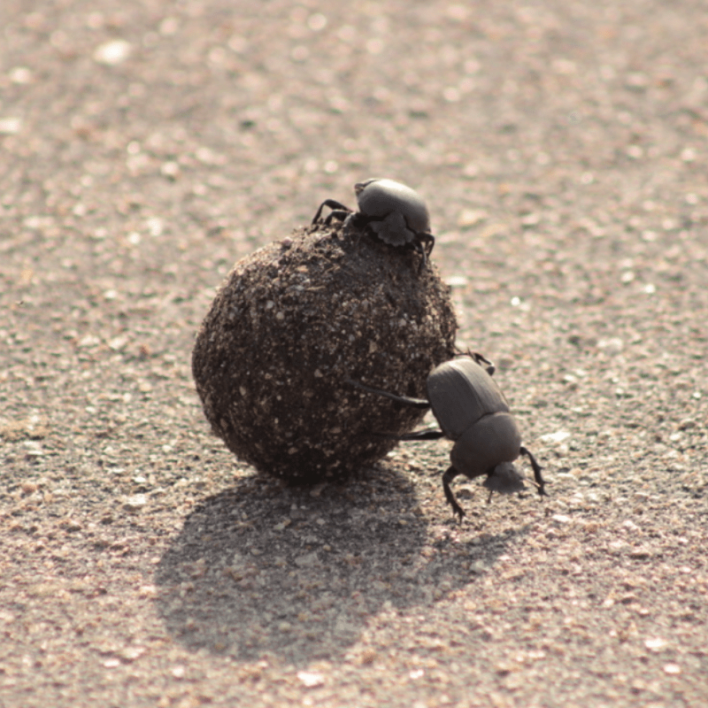 Dung Beetle_Kruger National Park_Safaria