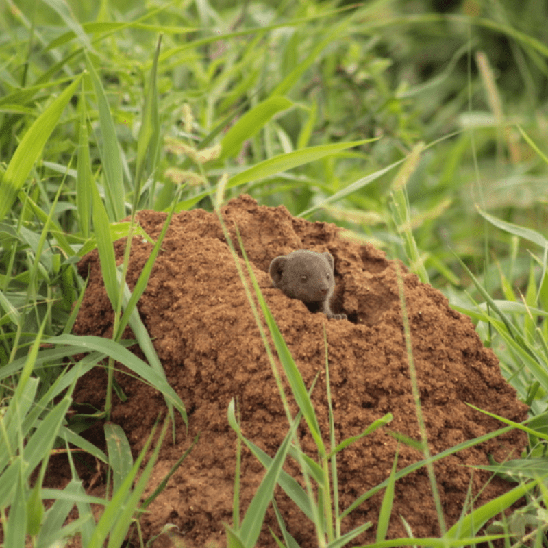 Dwarf Mongoose_Kruger National Park_Safaria