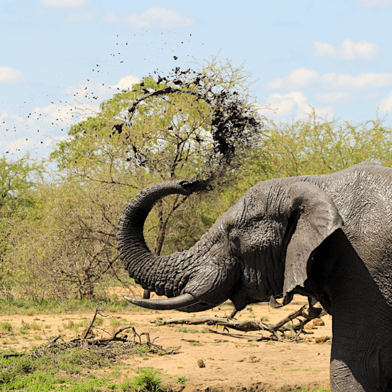 Elephant_Kruger National Park_Safaria