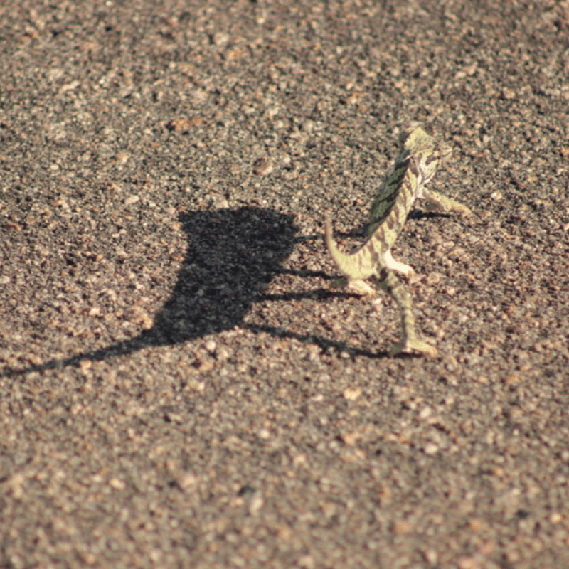 Flappet Necked Chameleon_Kruger National Park_Safaria