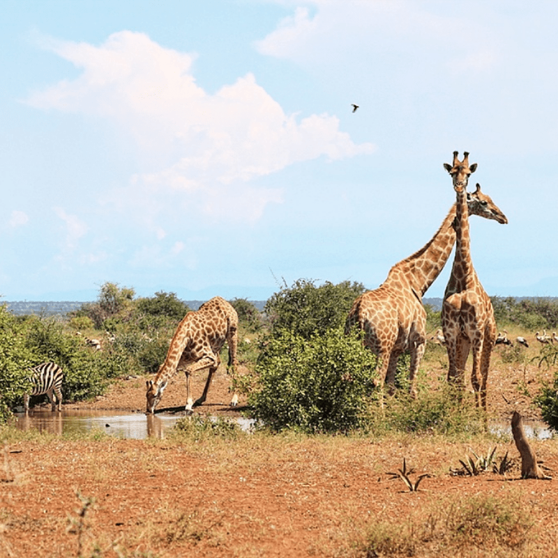 Giraffe_Kruger National Park_Safaria