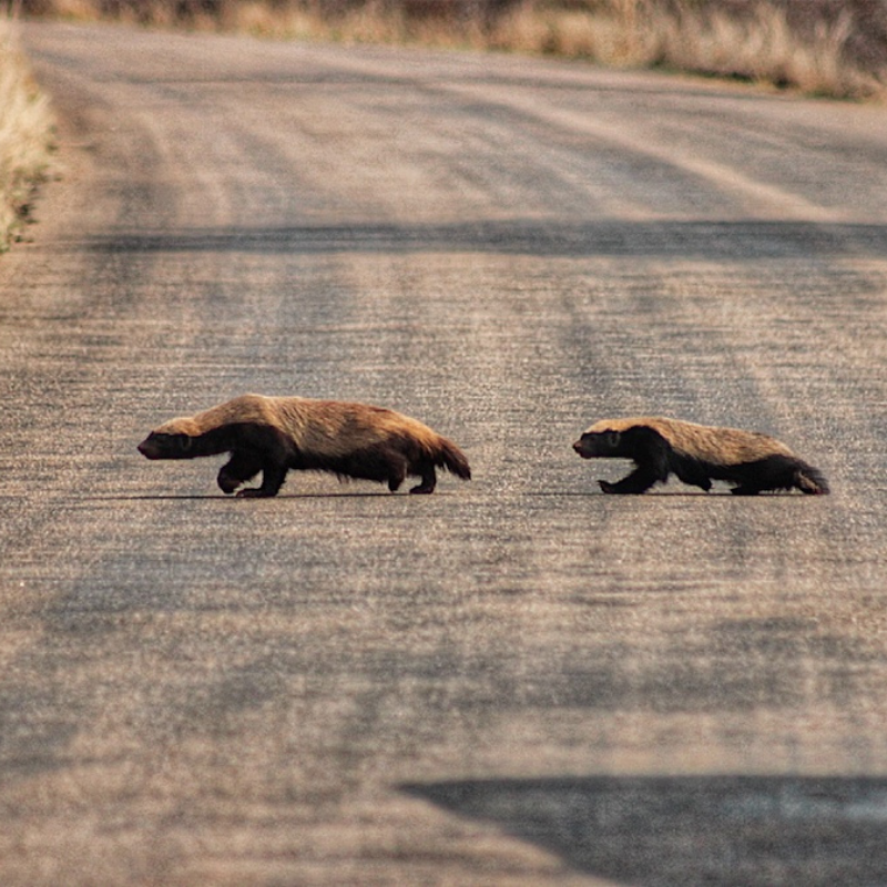 Honeybadger_Kruger National Park_Safaria